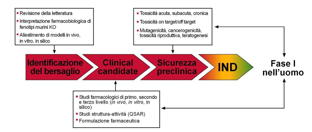 Principali fasi e attività della sperimentazione preclinica di un nuovo farmaco da