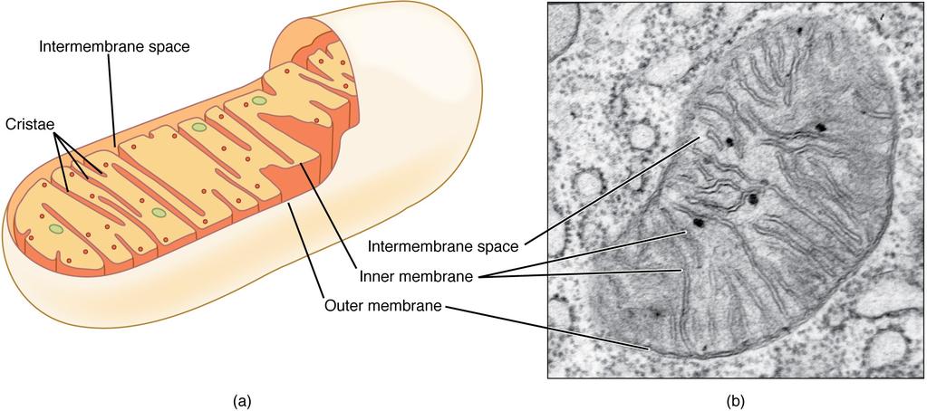 La struttura del mitocondrio ne determina la funzione matrice Molti degli enzimi e dei trasportatori di elettroni coinvolti nella respirazione sono presenti sulla