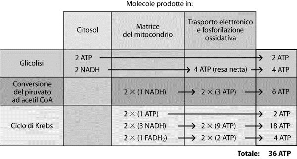 Dai 2 NADH prodotti dalla glicolisi si recuperano 4 ATP e non 6, perché due sono spesi per attraversare le due membrane mitocondriali Queste 36 molecole, tranne le 4 ottenute nella glicolisi, sono