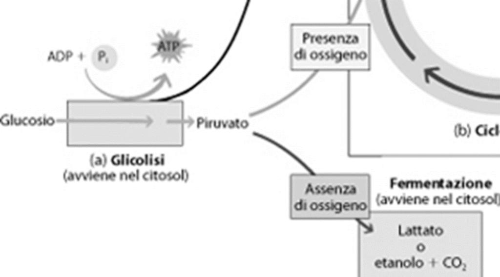 Immagine da: La biologia delle piante di