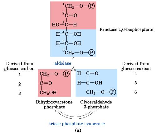 Reazione 4 Fruttosio-1,6-BP atomi di C derivati dal glucosio aldolasi atomi