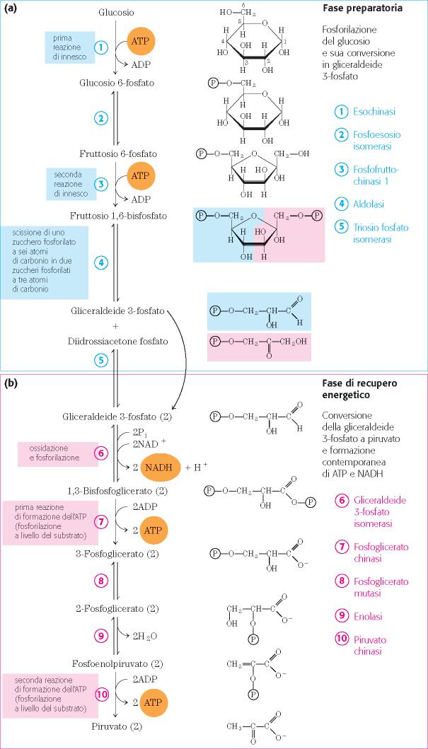 Via metabolica in 10 tappe (reazioni) La glicolisi può essere divisa in 2 fasi Fase preparatoria (5 reazioni) Vengono