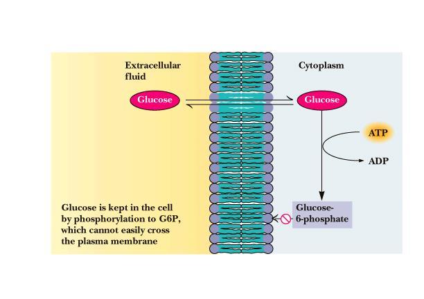 I reazione irreversibile della glicolisi : FOSFORILAZIONE DEL GLUCOSIO Alle concentrazioni cellulari il G della reazione è molto negativo la reazione è irreversibile Il glucosio viene trasportato