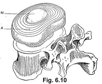 LE ALTERAZIONI DA SOVRACCARICO BIOMECCANICO DEL RACHIDE LA COLONNA VERTEBRALE Le curvature del rachide: Nucleo Anello periferico Vertebra LORDOSI CERVICALE