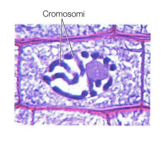 ogni cromosoma è composto da 2 cromatidi