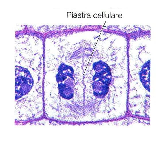 Telofase despiralizzazione dei cromosomi inizio della formazione della membrana nucleare dei due nuclei figli formazione dei nucleoli disintegrazione delle