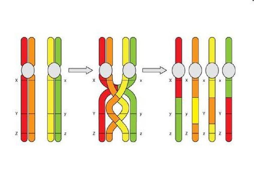 La distribuzione dei geni rimane invariata, quello che cambia è la combinazione degli alleli di loci diversi lungo