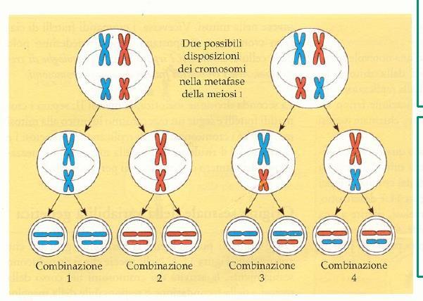 Assortimento indipendente dei cromosomi Per 2 coppie di omologhi= 2 2 possibili combinazioni.