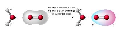 Es: HCl, CO H Cl----------------H Cl 3 (3) LEGAME DIPOLO - DIPOLO INDOTTO Si instaura tra una molecola