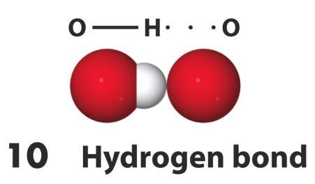 IDROGENO Si instaura tra una molecola che possiede un legame F-H, O-H o N-H e una seconda molecola che possiede un atomo F, O o N