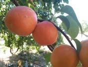 Le specie oggetto dell intervento: Albicocco Prunus armeniaca L. L albicocco è originario della Cina, dove è conosciuto sin dal 2.000 a.c. I greci e i romani lo chiamavano armeniaca poiché lo introdussero dall Armenia.