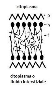 1. Modelli di membrane a confronto Nel disegno è raffigurato il modello di membrana cellulare proposto da Danielli e Davson nel 1935. È conosciuto come "modello di unità di membrana".