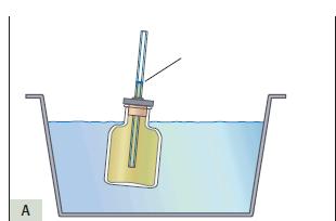 Si riempiono due vaschette con acqua che al tatto danno sensazioni diverse Livello del liquido Livello del liquido Si immerge