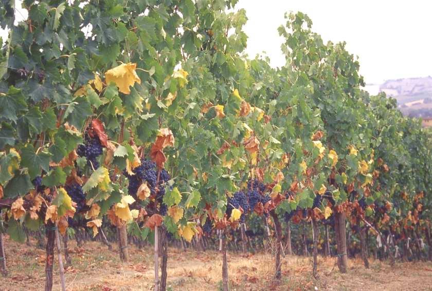 carenza idrica possono portare: Massiccia caduta di foglie Squilibrio