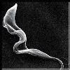 FIG.5 CICLO VITALE DEL TRIPANOSOMA AFRICANO Trypanosoma brucei gambiense e Trypanosoma brucei rhodesiense sono gli agenti eziologici della tripanosomiasi umana africana o malattia del sonno.