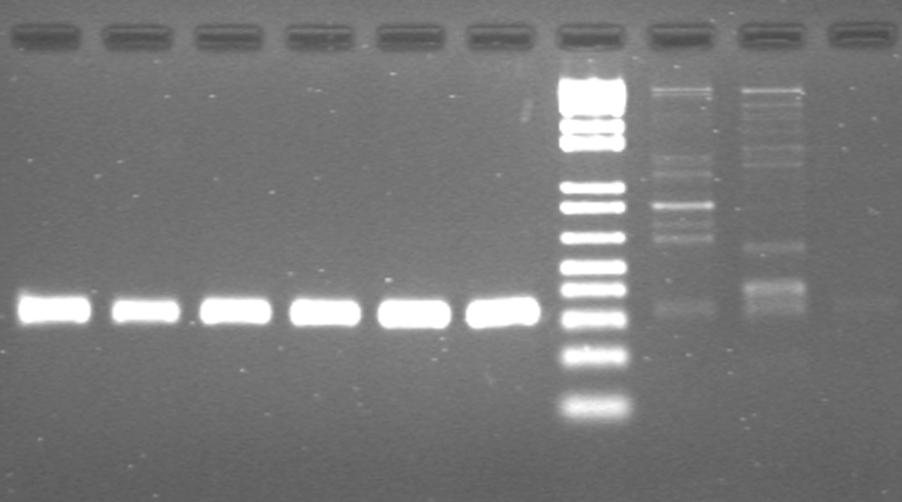 Monitoraggio con metodi molecolari PCR QUALITATIVA PCR QUANTITATIVA (SYBR Green) F.