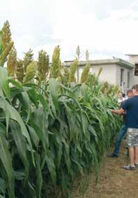 Sorghi Monosfalcio da Trinciato Integrale LITTLE GIANT BMR IL MIGLIORE PER IBRIDO BICOLOR X BICOLOR BIOENERGIE NOVITÀ BIOENERGIE Unisce tutte le migliori caratteristiche per trinciato di altissima