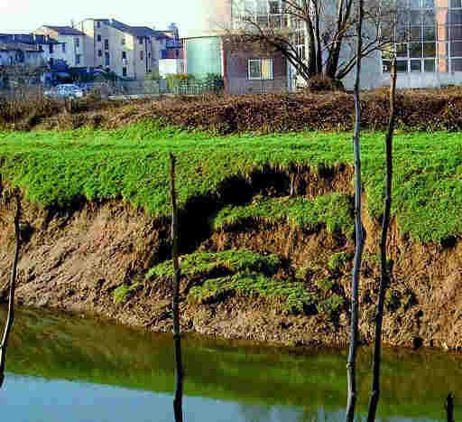 Esempio (corso d acqua generico) di crollo spondale per collasso dovuto a presenza di tane o cunicoli Ulteriore fattore indiretto nello smaltimento delle portate in mare viene svolto dalle condizioni