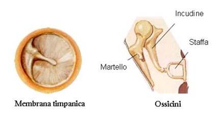 Orecchio Medio Orecchio Medio I meccanismi che vengono attuati nell orecchio medio per operare questo adattamento sono fondamentalmente due: a) l effetto leva determinato dalla meccanica degli