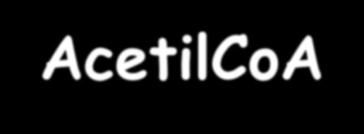 Principali vie metaboliche Acidi Grassi arboidrati Amminoacidi AcetiloA AcetoacetiloA MaloniloA Acidi Grassi Derivati degli acidi grassi (Prostaglandine Feromoni Poliacetileni Acidi insaturi )