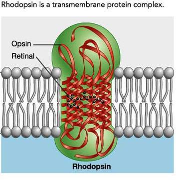 Meccanismo della visione hodopsina + N hv Meta-hodopsina + N + opsina 11 Z isomerasi - opsina