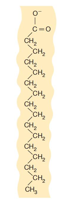 ACIDI GRASSI Hanno due regioni distinte: Una lunga catena idrocarburica Insolubile all acqua o idrofobica Gli acidi grassi differiscono per la lunghezza della catena idrocarburica e dal