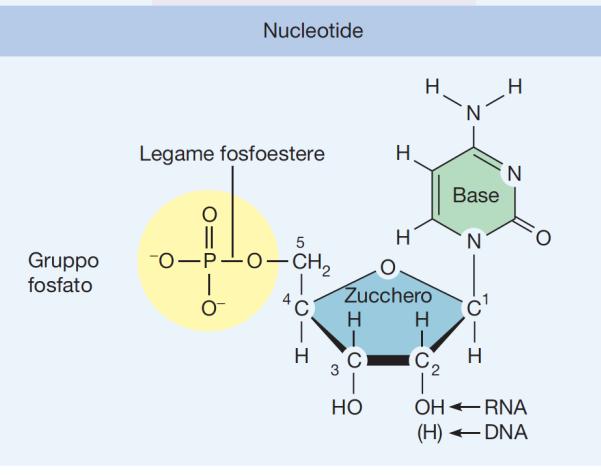 NUCLEOTIDI contiene uno zucchero a 5 atomi di carbonio che lega da un lato una base azotata (struttura ad anello con azoto) e dall altro un