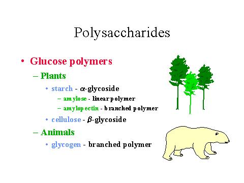 lineare Amilopectina polimero ramificato