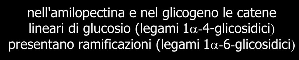 nell'amilopectina e nel glicogeno le catene lineari di glucosio (legami