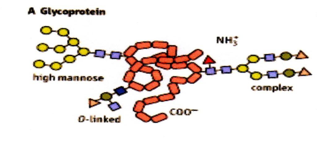 GLIPRTEINE ontengono oligosaccaridi covalentemente legati, Il legame si forma con l - anomerico del 1 e la catene laterale di ammino acidi Modificaziona post-sintetica di proteine; nel R.