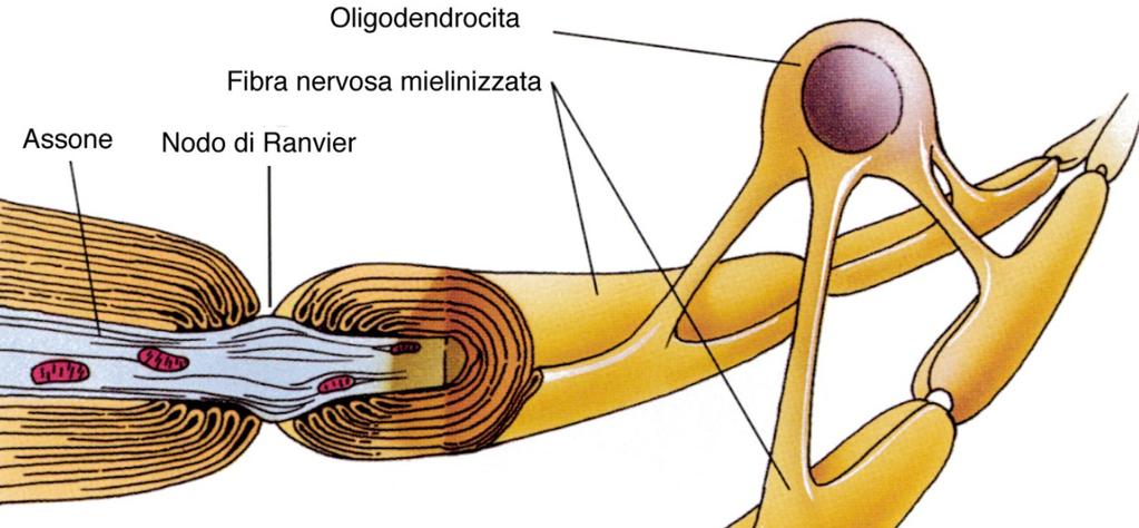 Possiedono sottili estensioni citoplasmatiche Formano la mielina nel SNC L estremità di ogni espansione si espande a