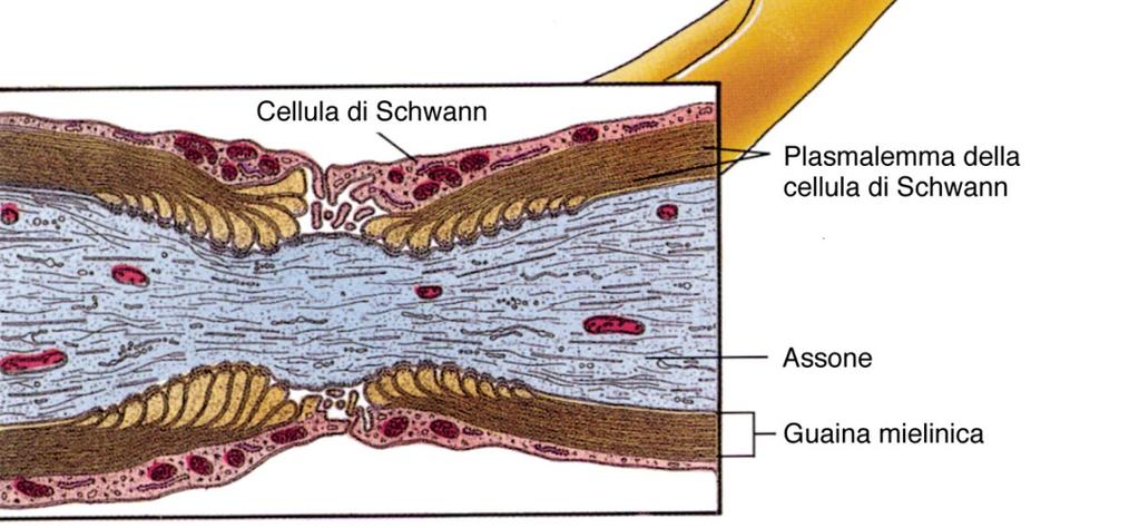 oligodendrocita abbraccia e forma la mielina contemporaneamente su assoni diversi OLIGODENDROCITI SNC: 1