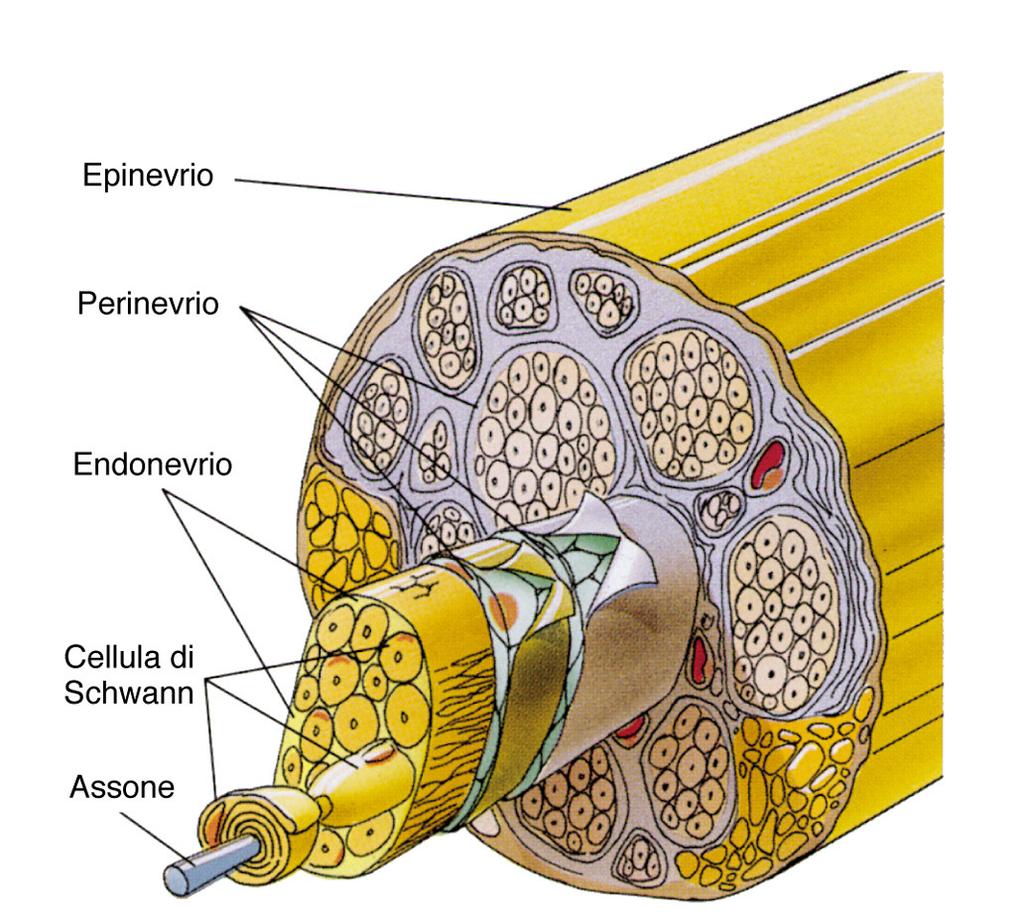 NERVI PERIFERICI: l insieme di fasci di fibre nervose(assoni) + involucri connettivali