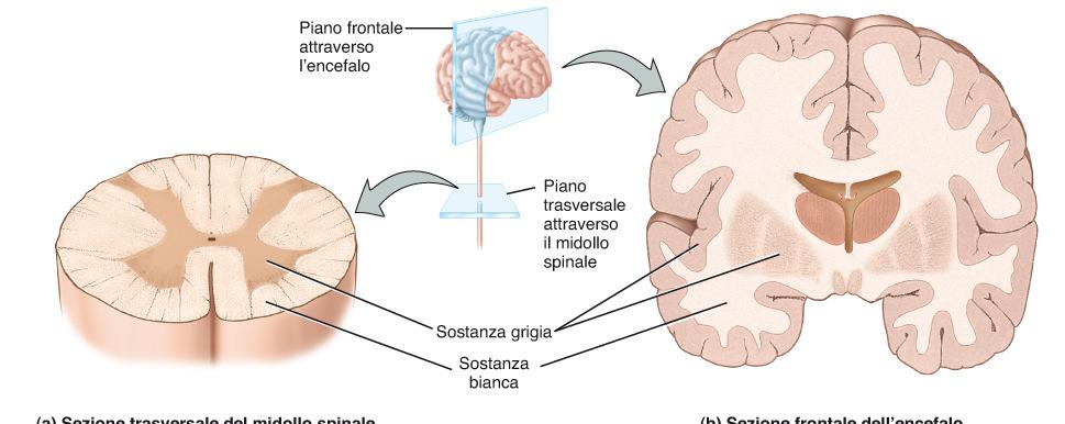 ASSONI AMIELINICI: non presentano la MIELINA la cellula di Schwannsi deforma e abbraccia diversi assoni formando una protezione Più cellule di Scwhanncircondano segmenti di assoni ASSONI MIELINICI