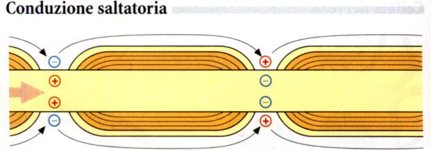 cariche lungo la membrana plasmatica del neurone) MIELINICO (anche i 400Km/h) La depolarizzazione si fa sentire