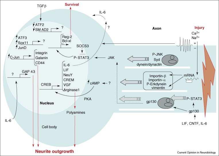 Axonal injury signaling : attivazione di kinasi (JNK) translazione assonale di mrna attivazione di