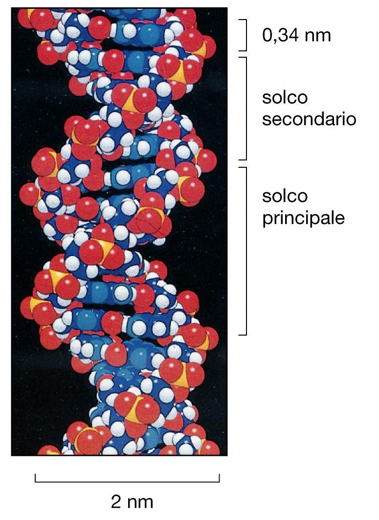 I cromosomi contengono proteine legate a specifiche sequenze del DNA La geometria dell elica di DNA dipende dalla sequenza nucleotidica (la struttura più stabile è la forma B, elicoidale destrorsa;