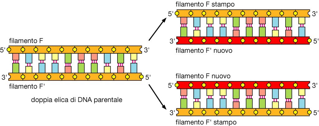 Il meccanismo di replicazione è semiconservativo, infatti ogni filamento funge da stampo per la formazione di un