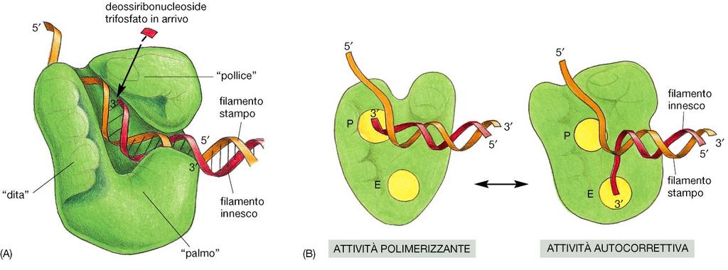 La DNA polimerasi possiede sia un sito che catalizza la polimerizzazione (ATTIVITA POLIMERASICA 5 3 ) sia un