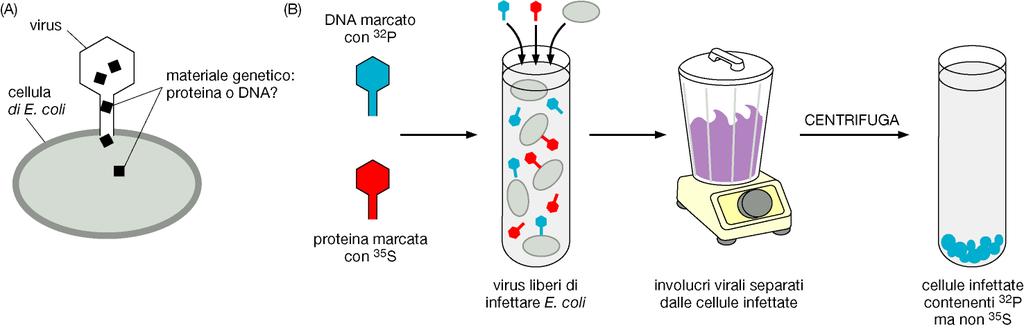 Nel 1952 venne dimostrato che il DNA è il materiale genetico dei virus (Hershey e Chase) (In alcuni virus il materiale genetico è l RNA) Quando il DNA e i componenti proteici dei batteriofagi sono