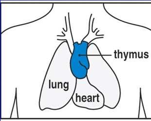 Thymus Bone marrow DN1 CD44 hi CD25 - CD4 - CD8 - (DN) DN2 CD44 + CD25 + DN3 CD44 -