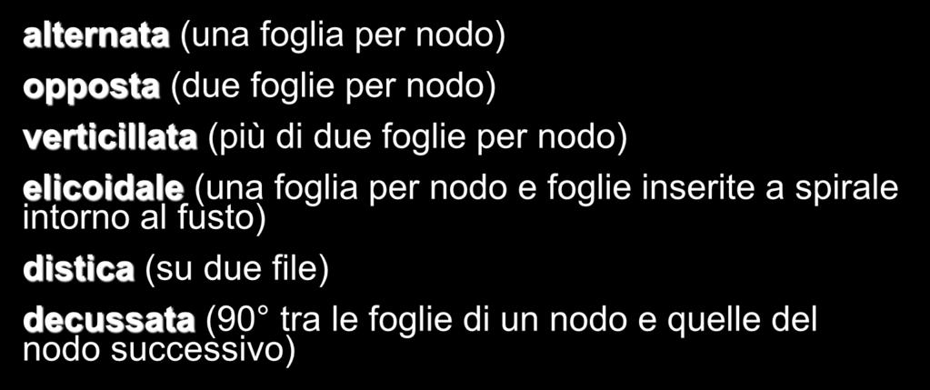 per nodo e foglie inserite a spirale intorno al fusto) distica