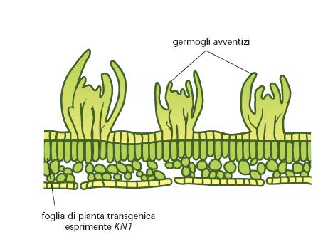 La crescita determinata delle foglie è dovuta all espressione di specifici geni. In particolare sembrano coinvolti i geni KNOX.