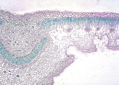 Epidermide pluristratificata Cripte