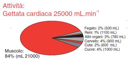 Negli esercizi aerobici: Muscolo consuma O