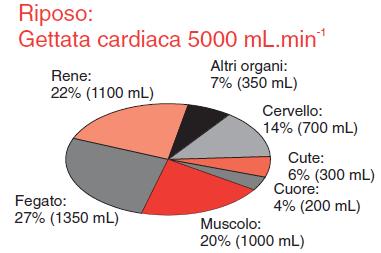 gittata cardiaca > distribuzione del