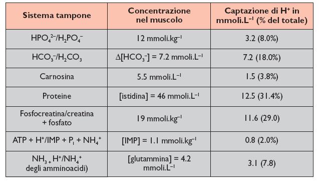 ph durante esercizio Esercizio aerobico ATP/CO 2 Esercizio anaerobico ATP/lattato Esercizio intenso (+) e moderato (-) cambiano ph in modo