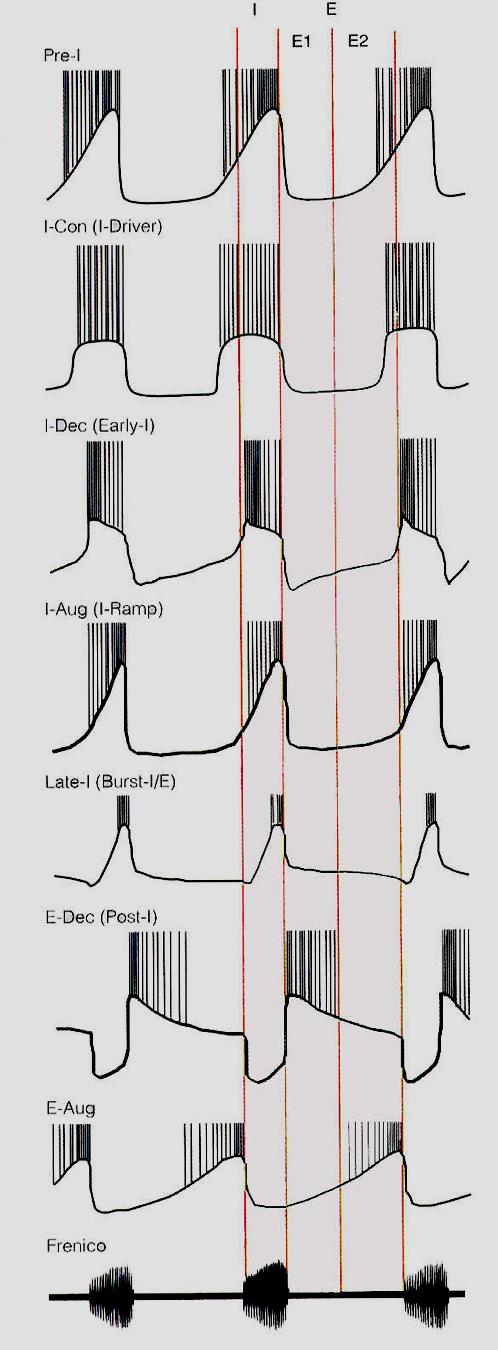 Neuroni respiratori modello di generazione del ritmo respiratorio a due fasi: 1. Fase inspiratoria (I) 2.