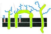 Glicocalice Strato prote3vo formato dalle catene di zuccheri Glicoproteina transmembrana