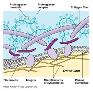 Matrice Extra Cellulare (ECM) ciascuna parte di un tessuto che non sia il componente di una cellula Secreta dalle cellule Composta da gel di Molecola di proteoglicani Complesso di proteoglicani Fibra